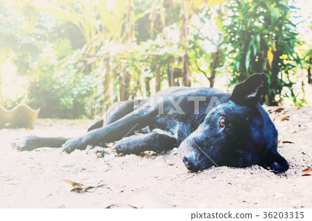 thai black dog lying on the floor thai black dog lying on the floor 36203315