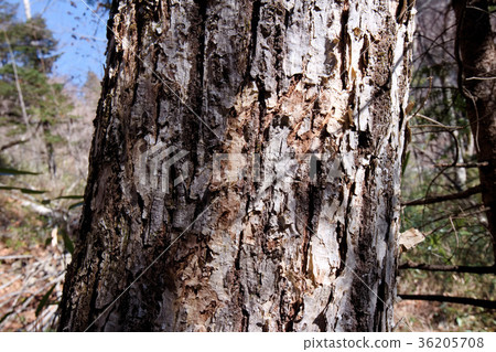 日光市Kawasu Yuzawa熊傷疤 日光市Kawasu Yuzawa熊傷疤 36205708