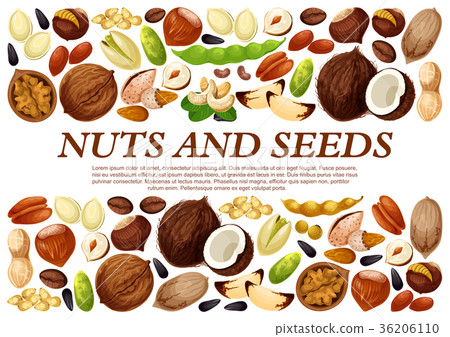 Vector poster of nuts and fruit seeds Vector poster of nuts and fruit seeds 36206110