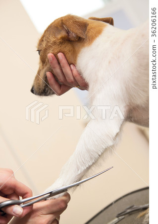 Hairdresser mows fur on the paws of JR Terrier 36206166