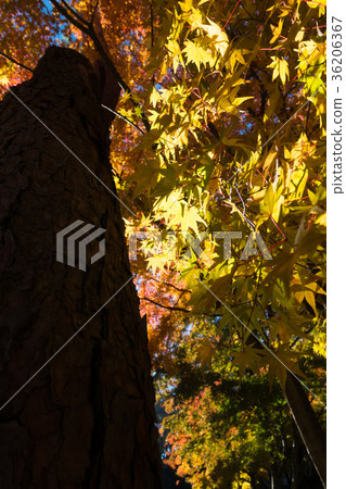 Autumn leaves persimmon image material 36206367