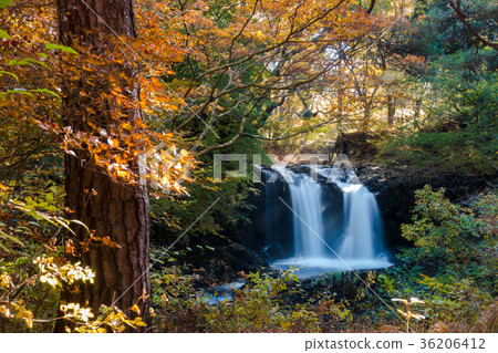Kaneyama Falls Autumn leaves [Yamanashi Prefecture] 36206412