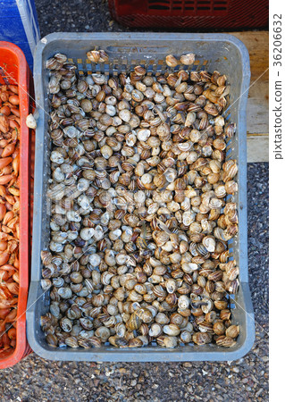 Snails Snails 36206632