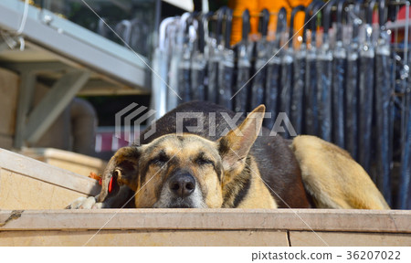 Sleeping stray dog on the steps. Sleeping stray dog on the steps. 36207022