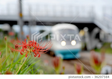Higanbana和火車 36207384
