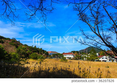 雲仙生野豬 36207826