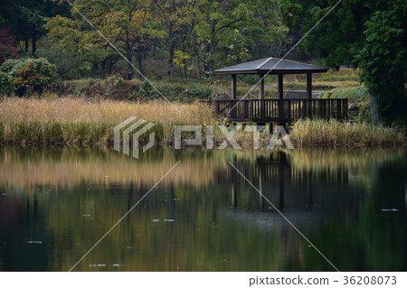 Dragon King 36208073