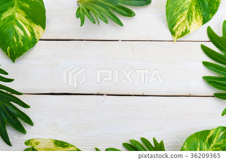tropical jungle leaves on wood tropical jungle leaves on wood 36209365