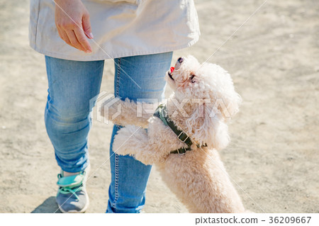 貴賓犬散步 36209667