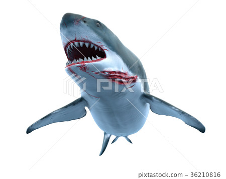 shark  36210816