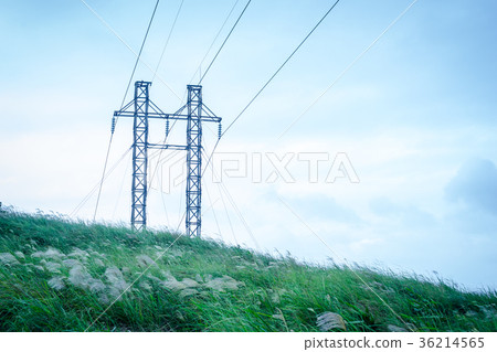 秋芒(彩色) 36214565