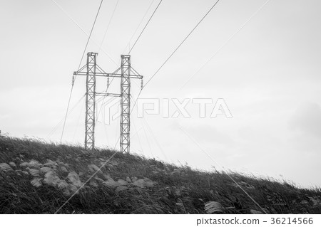 秋芒(單色) 秋芒(單色) 36214566