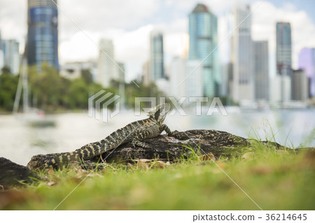 Water Dragon outside during the day Water Dragon outside during the day 36214645