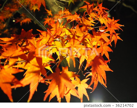 秋葉秋葉 36214702