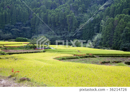 Autumn rice terraces 36214726