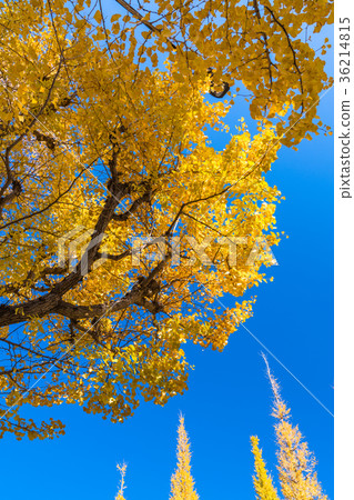 《Tokyo》Jingu Gaien/Ginkgo Trees 《Tokyo》Jingu Gaien/Ginkgo Trees 36214815
