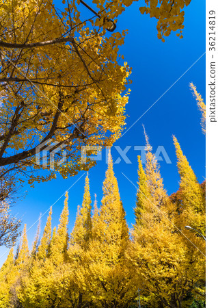 《Tokyo》Jingu Gaien/Ginkgo Trees 《Tokyo》Jingu Gaien/Ginkgo Trees 36214819