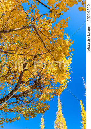 《Tokyo》Jingu Gaien/Ginkgo Trees 《Tokyo》Jingu Gaien/Ginkgo Trees 36214820