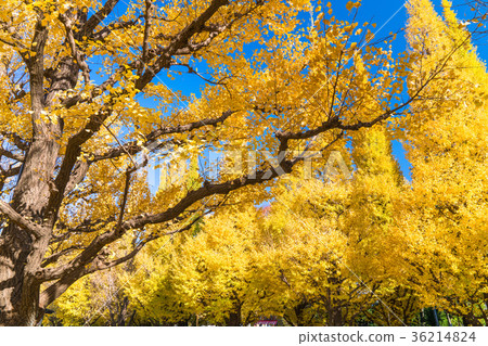《Tokyo》Jingu Gaien/Ginkgo Trees 《Tokyo》Jingu Gaien/Ginkgo Trees 36214824