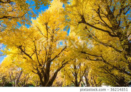 《Tokyo》Jingu Gaien/Ginkgo Trees 《Tokyo》Jingu Gaien/Ginkgo Trees 36214851
