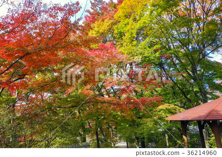 Numata公園秋葉 36214960