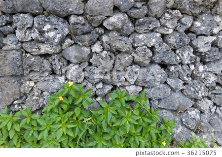 沖繩的石柵欄 36215075