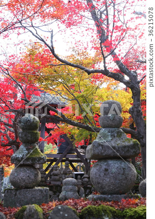 Nanno菩薩寺廟秋葉 Nanno菩薩寺廟秋葉 36215078