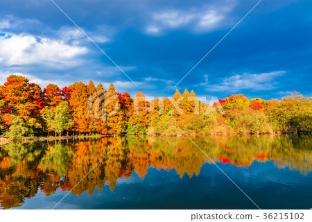 秋葉東京Ishigami公園 36215102