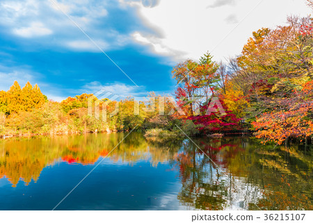 Autumn leaves Tokyo Ishigami park 36215107