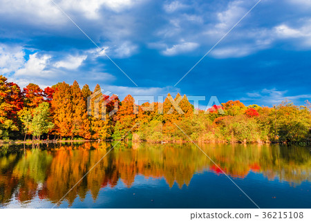 秋葉東京Ishigami公園 36215108