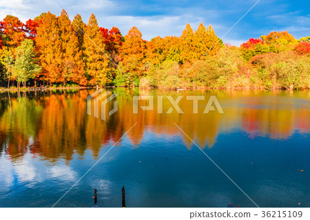 秋葉東京Ishigami公園 36215109