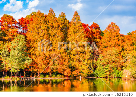 秋葉東京Ishigami公園 36215110