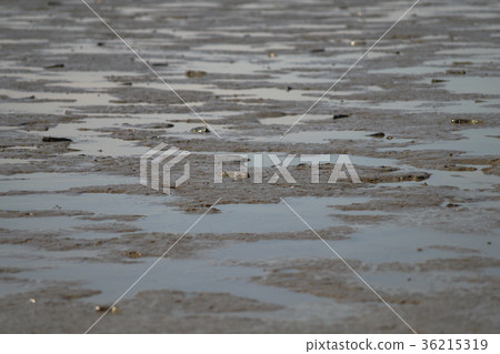 福岡縣柳川市的有明海 福岡縣柳川市的有明海 36215319