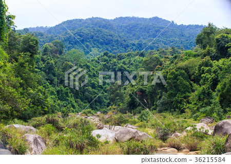 Stones among Grass against Tropical Forest 36215584