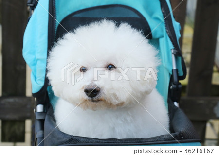 比雄弗里斯 36216167