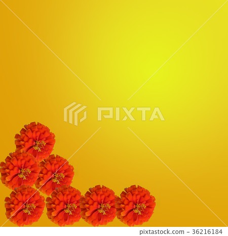 orange zinnia on orange background orange zinnia on orange background 36216184