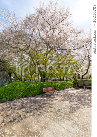 Park bench in sakura tree garden 36216708