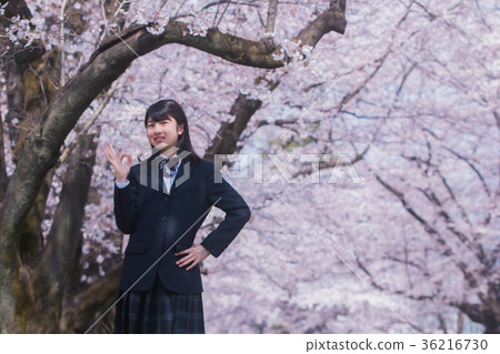Junior high school student and cherry blossom Junior high school student and cherry blossom 36216730