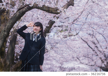  初中生和櫻花 36216736