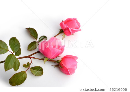 背景材料,粉紅玫瑰,禮物,禮物 背景材料,粉紅玫瑰,禮物,禮物 36216906