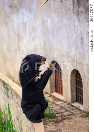 Black Bear Sits on Barrier Eats Banana in Zoo Black Bear Sits on Barrier Eats Banana in Zoo 36217077