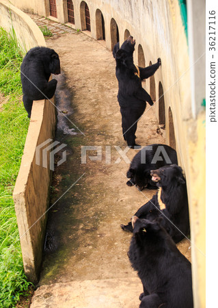 Bears Sit Stand Lie at Barrier by Wall in Zoo Bears Sit Stand Lie at Barrier by Wall in Zoo 36217116