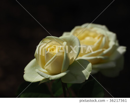 Beautiful autumn roses (cream color) Beautiful autumn roses (cream color) 36217361