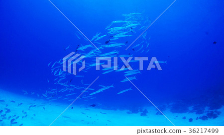 帕勞卡馬斯群 帕勞卡馬斯群 36217499