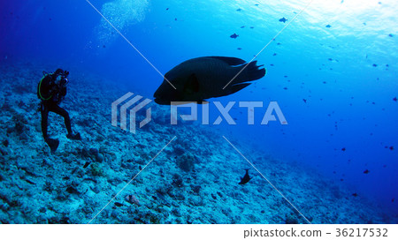 帕勞藍角拿破崙 36217532