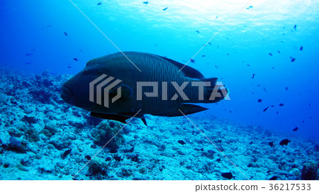 Palau Blue Corner Napoleon 36217533