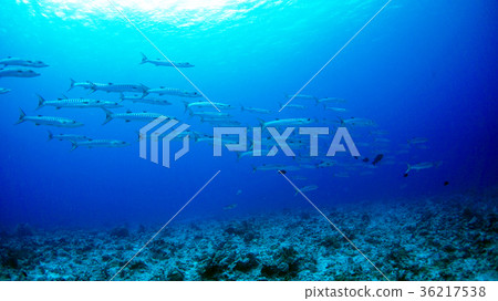 Barracuda的帕勞藍角落群 36217538