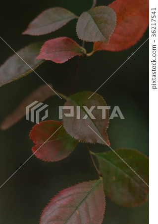 Nature Plants Kamochika, mid-November. It is a subtle color that began to be colored 36217541