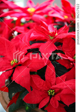 Poinsettia Poinsettia 36217822