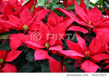 Poinsettia 36217825